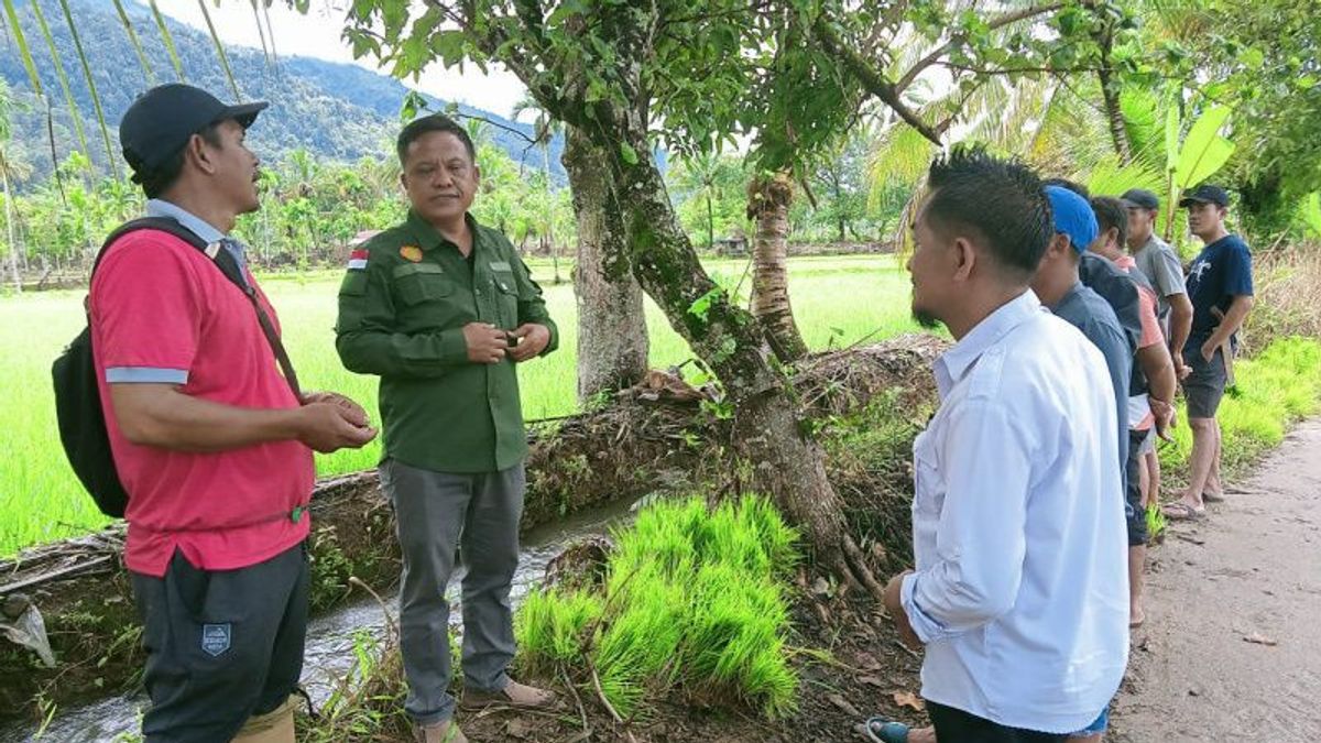 Banjir Sebabkan 110 Hektare Sawah di 4 Desa Lebong Bengkulu Terendam, Jembatan Putus dan Ratusa Rumah Warga Terdampak