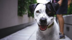 Viral Anjing Foni Digantung Hingga Tewas di Ambon, Polisi Malah Bebaskan Pelaku