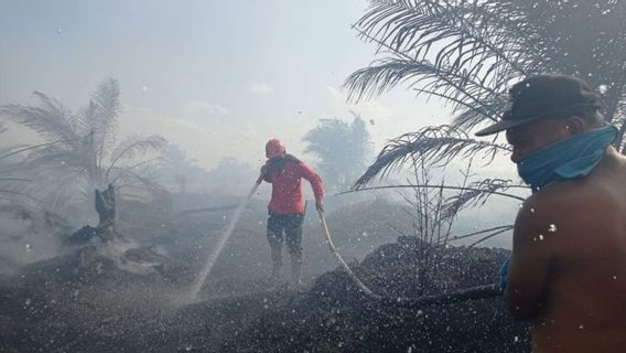 Si Jago Merah Makin Perkasa Lahap Lahan Sawit di Pesisir Selatan Sumbar