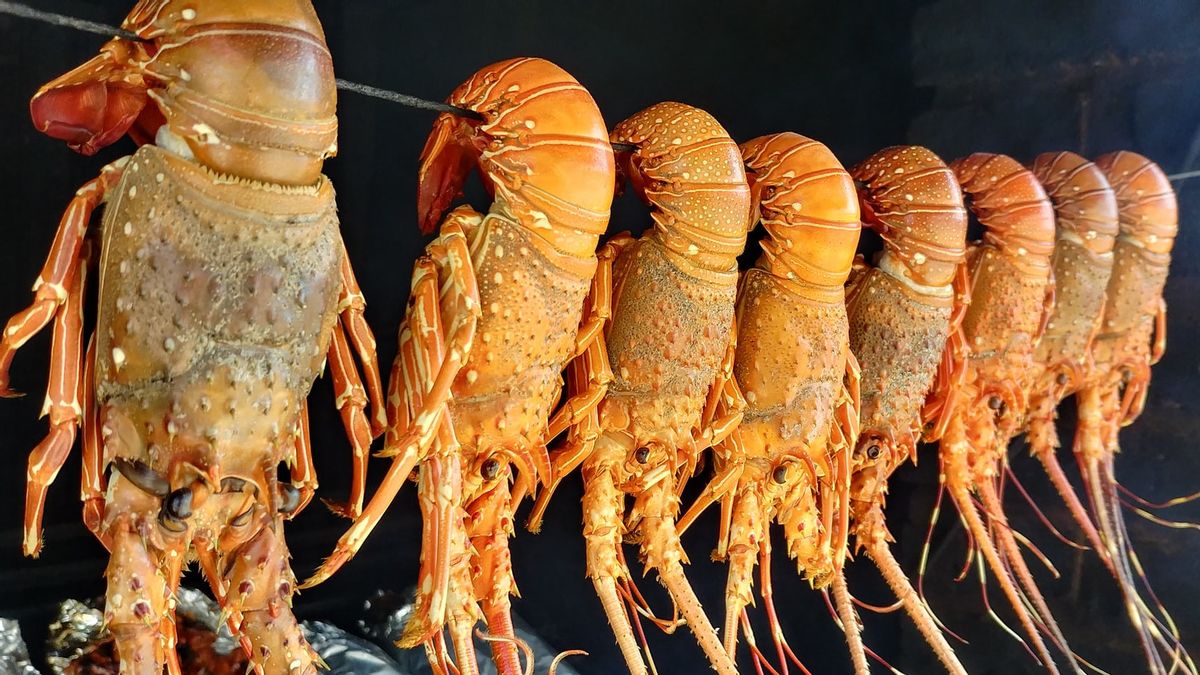 Export Of Indonesian Lobster Seeds Is Not Right, Because It Only Makes Vietnam Profitable