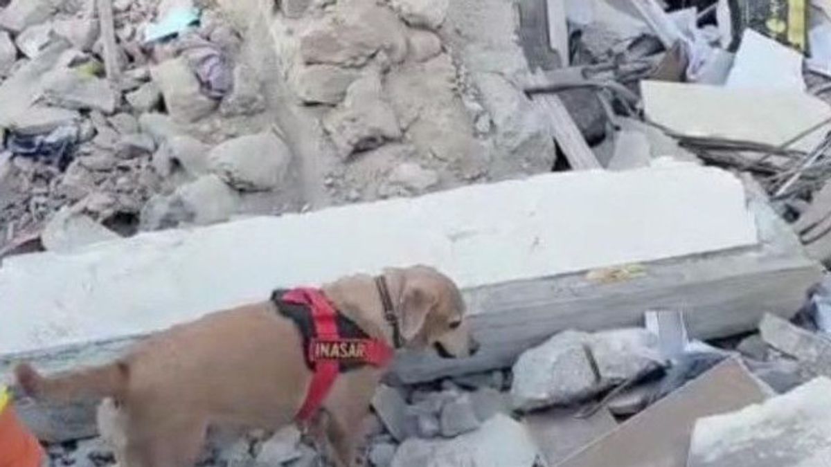 فريق لوبيتا وجيزي من K9 Polri العمل في مدينة هاتاي البحث عن ضحايا الزلزال تركيا