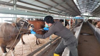 イード・アル・アドハに先立ち、DPR委員会IVは、犠牲の動物が病気で流通するのを止めるように警告します