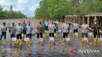 PT Timah Tanam 4.600 Mangrove di Bangka Barat dalam Bulan Bakti Peringati HUT ke-46