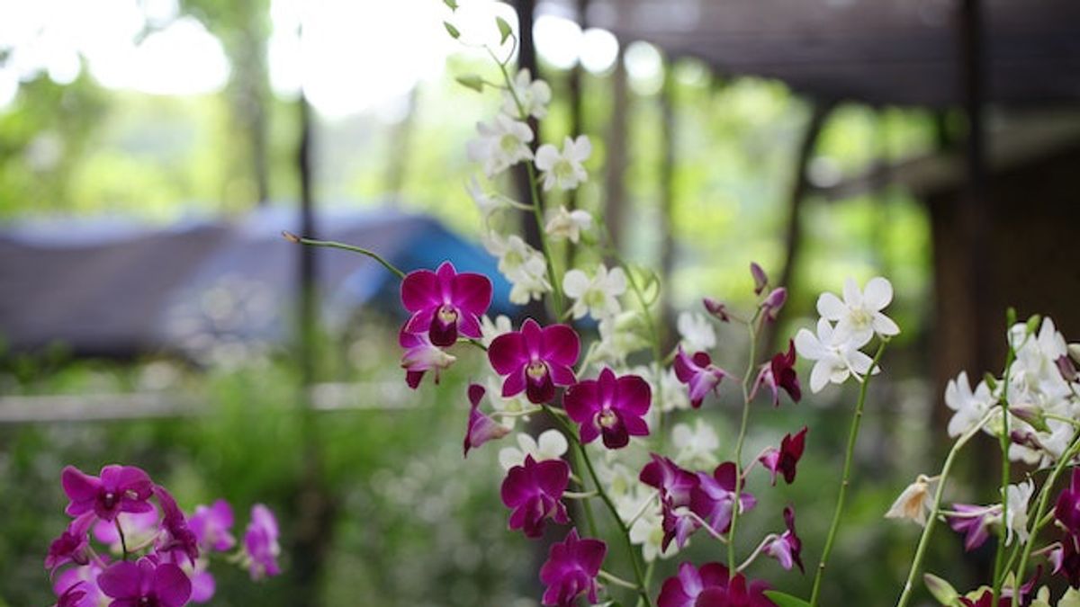 How To Choose The Right Planting Media For Growing Orchids