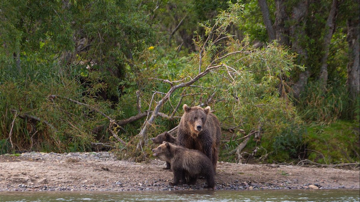 Missing 4 Nights In The Bear's Full Forest With A Cold Temperature 9 Degrees, 2 Russian Boys Found Handling Dogs