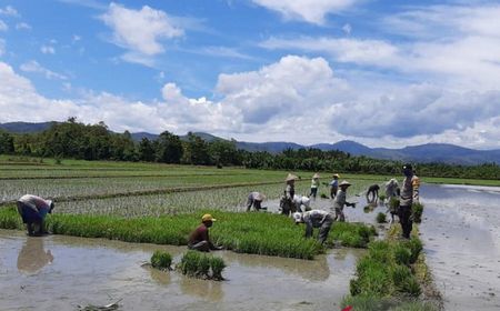 Sungai Waitele di Kabupaten Buru, Maluku Meluap, Ratusan Hektare Sawah Petani Terancam Gagal Panen