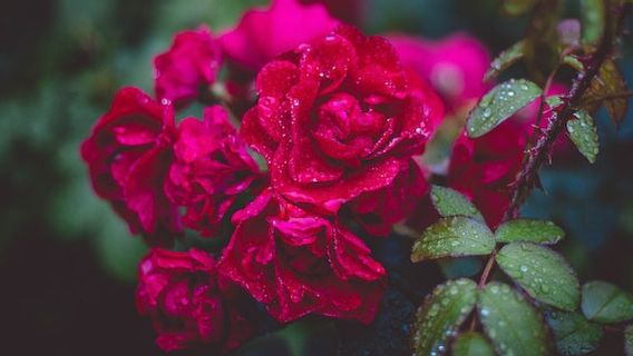 Have You Ever Seen Water Drops On Ornamental Plant Leaves? This Means