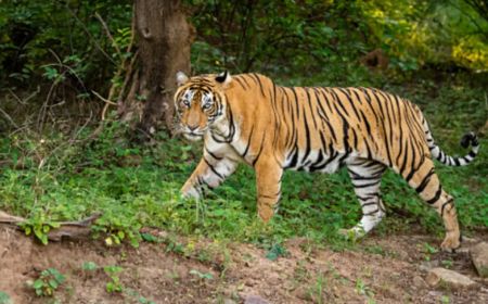 Hilang usai Pamit Berkebun, Warga Lampung Barat Ditemukan Tewas Terpotong Diduga Dimangsa Harimau