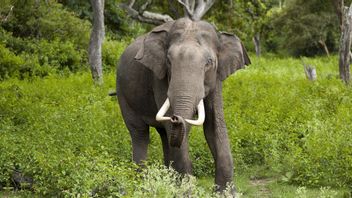'Pulangkan' 14 Gajah Liar Asia ke Habitatnya, China Kerahkan 25 Ribu Petugas dan 1.500 Kendaraan