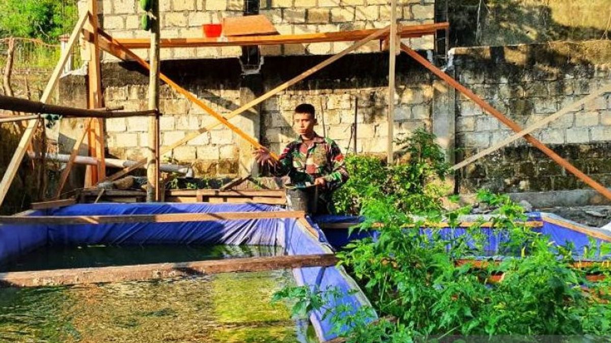 Limbah Dapur Diracik, Lahan Kosong Dimanfaatkan, Personel TNI Sukses Budidaya Lele di Distrik Abepura Papua