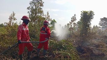Sudah 2 Hari, Karhutla Masih Melanda Jalur Menuju Bandara Singkawang Kalbar