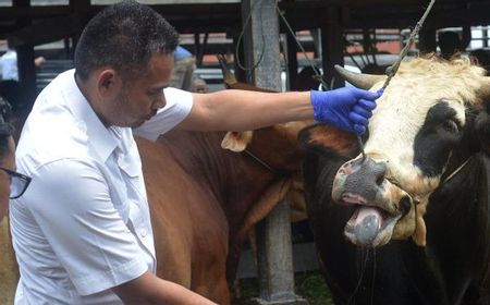 Guru Besar Unpad Soroti Hewan Terinfeksi PMK yang Ingin Dijadikan Stok Daging Nasional