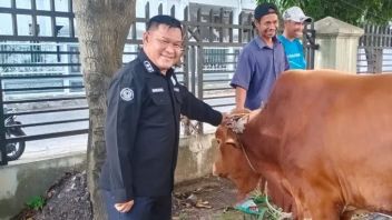 Sapi Kapolda Sumut untuk PWI dalam Keadaan Sehat dan Baik