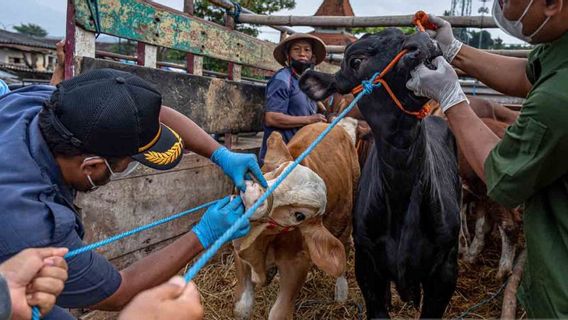 Besok, Kementan Kirimkan 60 Ribu Dosis Vaksin Penyakit Mulut dan Kuku ke Jateng