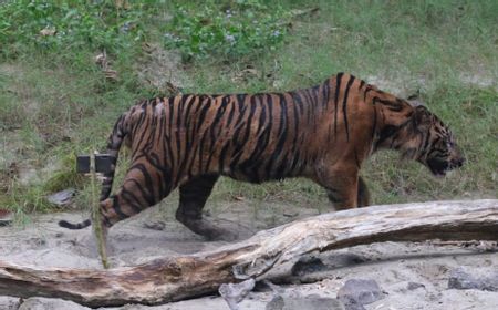 Lhokbe Si Harimau Sumatera Dilepasliarkan BKSDA Aceh di Taman Nasional Gunung Leuser