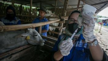 من أجل تلبية الاحتياجات في البلاد، تستورد إندونيسيا 3 ملايين جرعة من لقاح الحمى القلاعية
