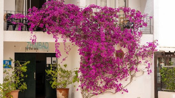 Ne laissez pas la garde bruyante, voici 7 fleurs qui conviennent à être abondantes pendant l’été