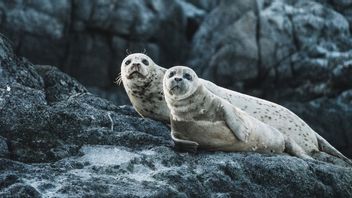 Scientists Create Face Introduction Technology To Monitor Marine Dogs