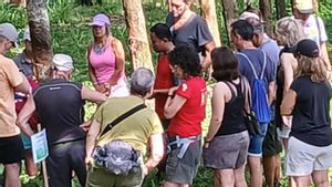 Melihat Lebih Dekat Perkebunan Kopi, Karet, dan Cengkeh, Wisatawan Asal Spanyol Nikmati Wisata Jember