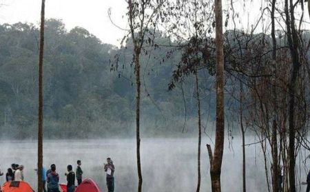 Ratusan Ribu Hektar Hutan di Sulteng Rusak karena Pembalakan dan Penambangan Liar