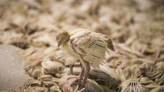 韓国、動物保護施設での猫の鳥インフルエンザの症例を確認