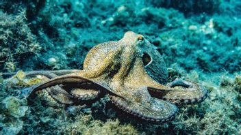 Study Result, Octopus Brain Turns Out To Have Similarities With Humans