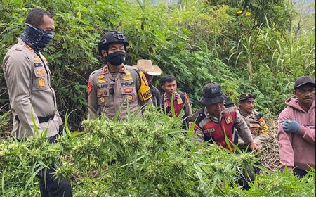 Polisi Temukan 25 Ribu Batang Pohon Ganja di Lereng Gunung Semeru, Tersebar di 22 Lokasi