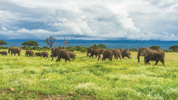 Elephant Herd Enters City Of London, Wants To Give Examples To Humans 'We Can Coexist' 