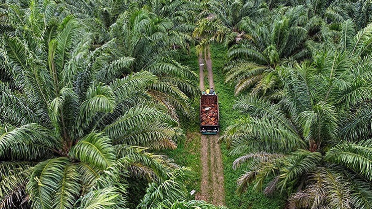 挖掘机进入丹绒帕拉斯保护区，警方逮捕了2名肇事者