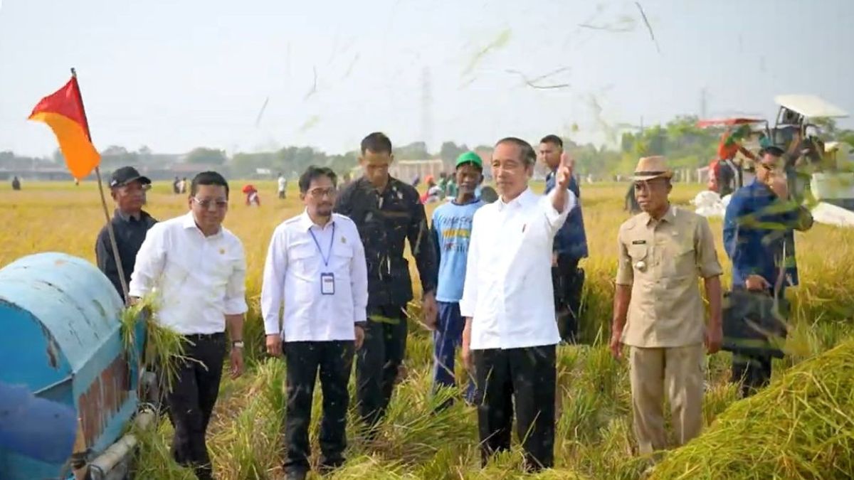 Panen Padi di Subang Capai 9 Juta Ton per Hektare, Jokowi: Saya Senang