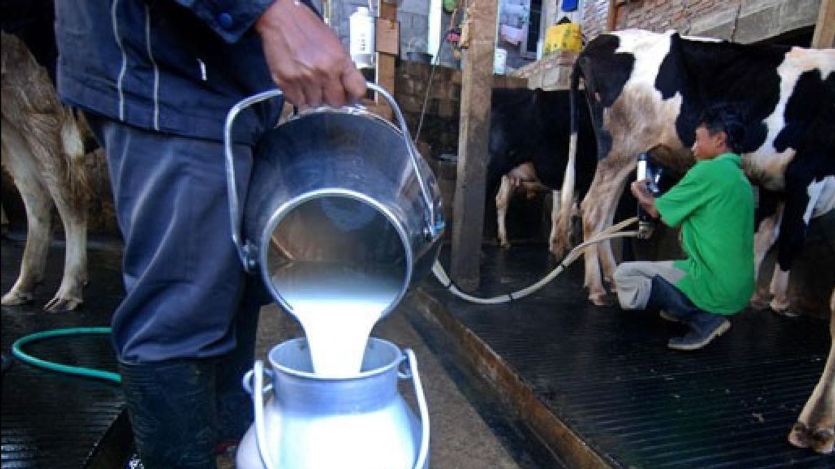 無料ミルクプログラムは、輸入の増加のために地元の生産者を閉鎖する可能性があります、それは注意する必要があります