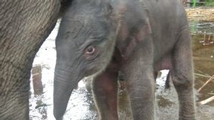Kabar Baik, Anak Gajah Sumatera dari Olive dan Theo Lahir di Pusat Latihan Satwa Gunung Leuser