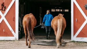 Kuda-kuda Milik Perusahaan Negara Ukraina Bak Pengungsi, Pindah-pindah Penampungan