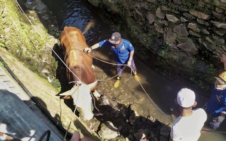 Sapi yang Akan Dikurbankan Sempat Mengamuk, Terperosok ke Parit Sedalam 2 Meter