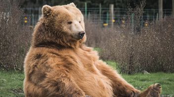 Japan Deploys Troops To Fight A Wave Of Deadly Bear Attacks