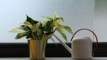 水を節約するために植物に水をまくための7つの効果的なヒント