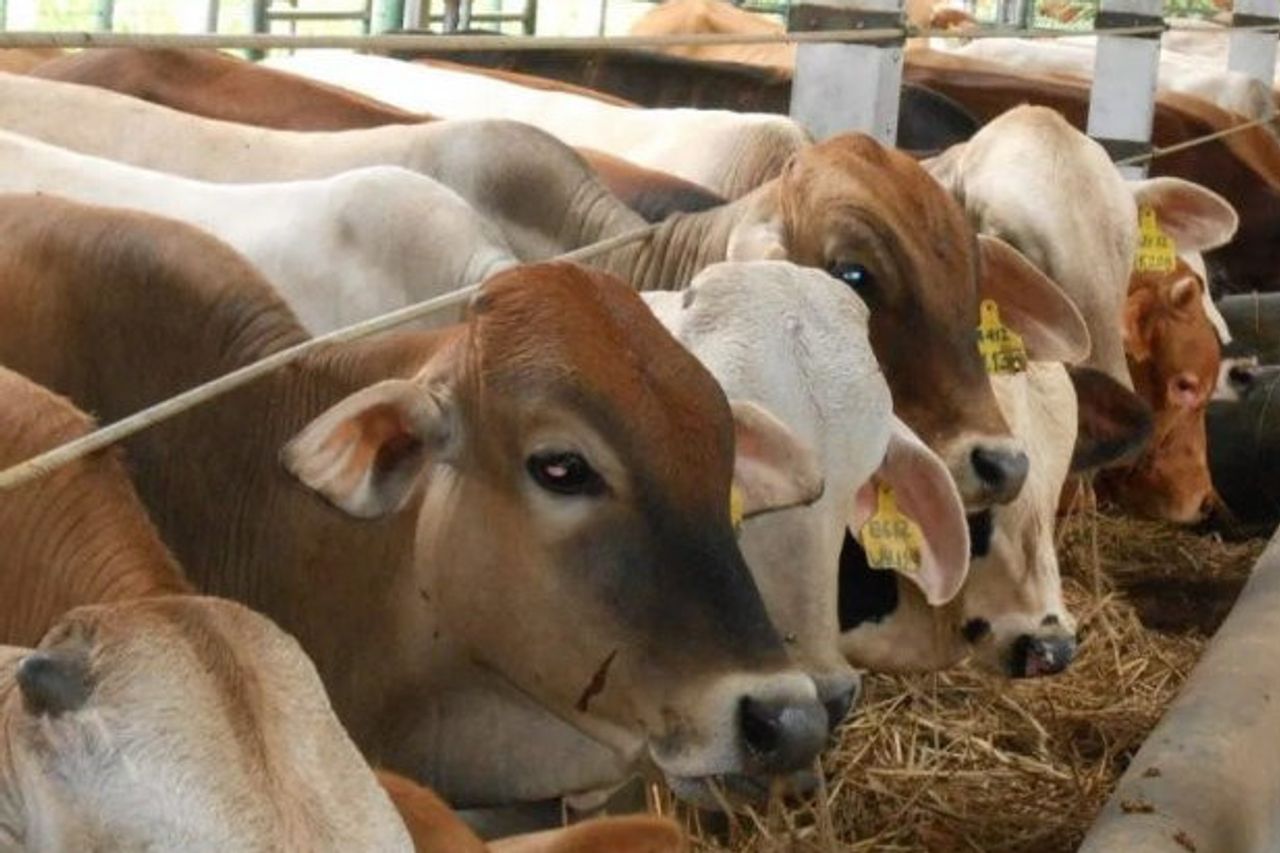 この状態 口腔および爪の病気にさらされた動物の肉は人間の消費にとって安全です