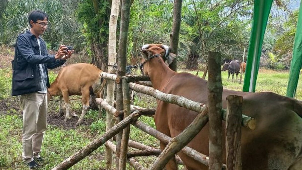 邦加摄政政府准备了2.3亿印尼盾，以替换23头受PMK影响的死牛