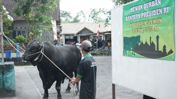 爪哇牛和布兰古斯从澳大利亚进口，由佐科威在日惹献祭