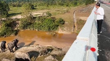 بالنظر إلى نفق الفيل على طريق بيكانبارو-دوماي ، جوكوي: تطوير مهم للبنية التحتية انتبه إلى البيئة