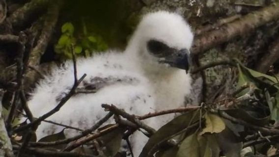 Anak Elang Jawa Lahir di Taman Nasional Gunung Gede Pangrango