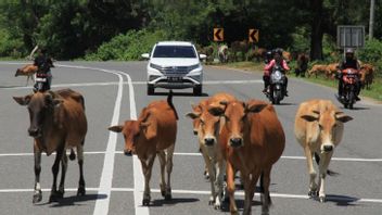 パンカルピナンバベルに入る家畜は現在14日間隔離されています