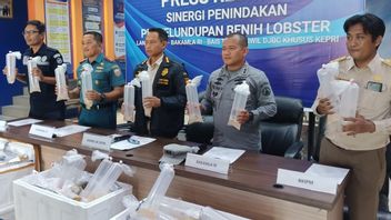 印度尼西亚共和国巴卡姆拉未能将价值190亿印尼盾的龙虾种子走私到马来西亚