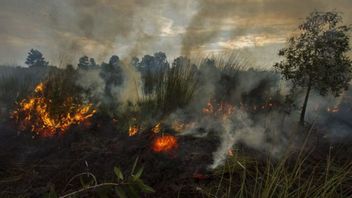 火災は西スマトラの30ヘクタールの鉱物土地を焦がします