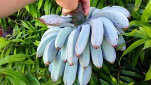 Les bananes bleues sont appelés comme des crimes de glace : une explication scientifique