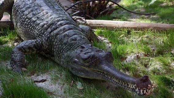 Seperlima Spesies Reptil Dunia Dianggap Terancam Punah, mulai dari Komodo hingga Kura-kura Galapagos