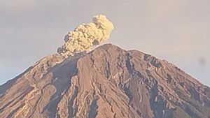 Gunung Semeru Erupsi Empat Kali, Kolom Abu Capai 1.000 Meter