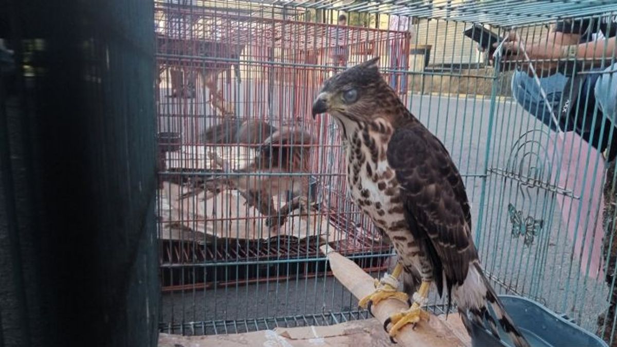 BKSDAは、自然の生息地に放流されるためにチレボンの住民から59匹の野生生物を受け取りました