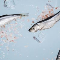 10 Jenis Ikan yang Mengandung Merkuri Tinggi, Jangan Asal Konsumsi!