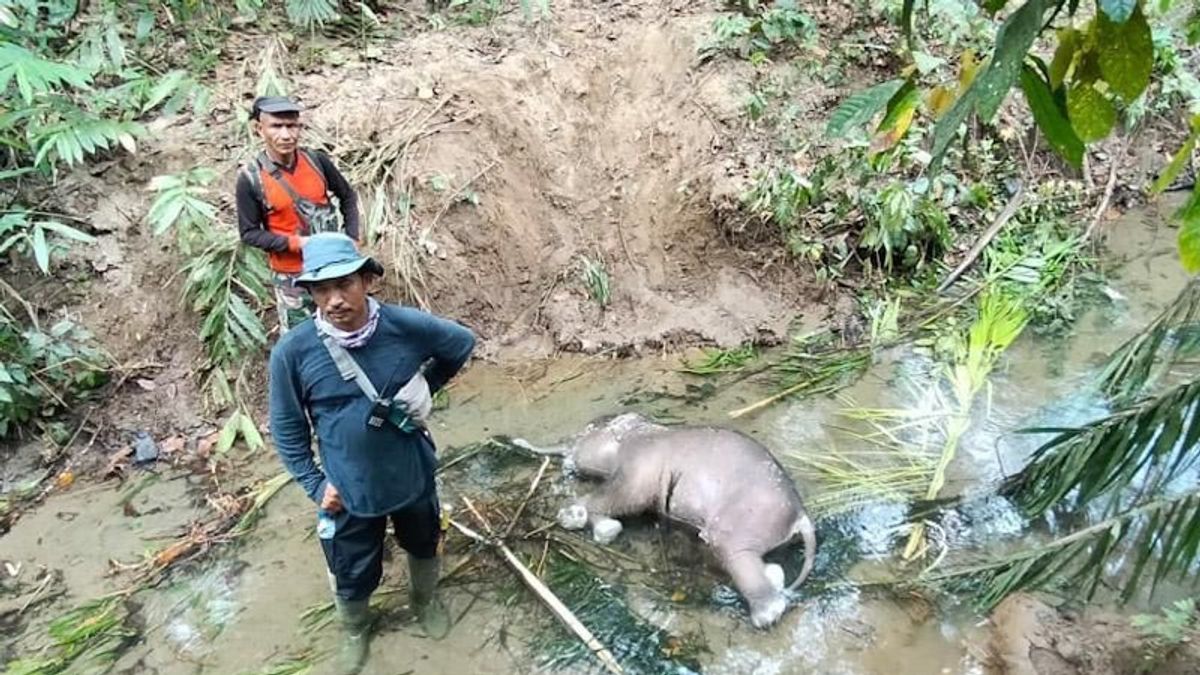 自然保護官は、ピディ川のパスに赤ちゃんゾウの死体を見つける